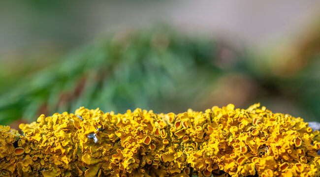 Close-up of vibrant yellow moss