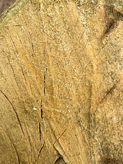 Wooden texture, closeup of a tree stump. Wood background