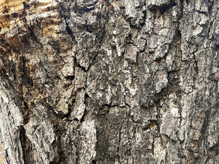 Bark of tree texture. Abstract background and texture  Bark of tree in the forest  Natural background and texture for design.