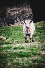 Obraz premium White Cow Standing on Top of Lush Green Field
