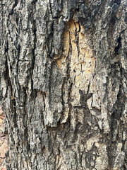 Bark of tree texture. Abstract background and texture  Bark of tree in the forest  Natural background and texture for design.