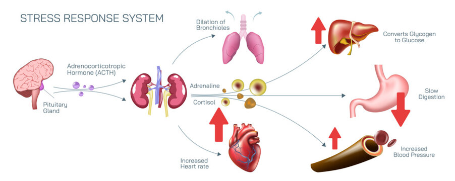 What is Stress response system vector illustration. A stressful situation occurs in the brain and hormones that produce physiological changes in the body. Endocrine system. Master pituitary gland.