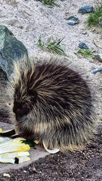 Tree spike Urson Erethizon dorsatum on the ground while eating vegetables under a roof