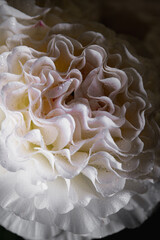 white ranunculus  flower