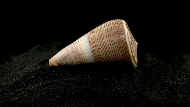 Conus Figulinus Seashell on a black sand 4K