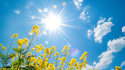 Fototapeta na wymiar Mimosa flowers with sun on blue sky.