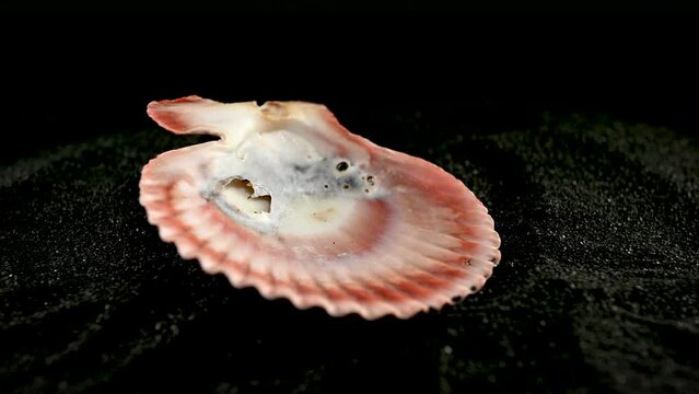 Pecten Seashell on a black sand 4K