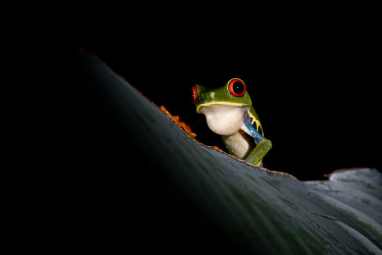 red eyed tree frog at night