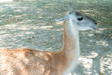 portrait of a guanaco in close-up on a homogeneous background