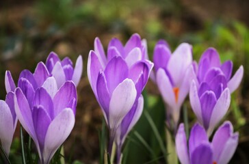 Purple Crocus flowers in a garden