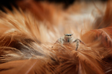 Close up Enchanting Jumping Spider Amidst Feathers
