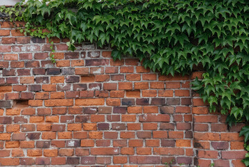 Nature's Embrace: Ivy-Covered Brick Wall in Urban Setting