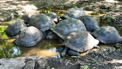 Giant tortoise Aldabra Zanzibar Prison Island Changuu - a few huge turtles in the pond water