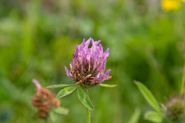 Purple clover flower on a green meadow in the summer