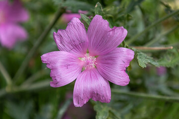 Malva sylvestris, commonly known as marsh mallow, is a species of flowering plant in the mallow family.