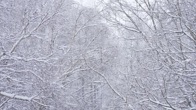 雪山のスローモーション映像