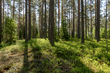 Pine tree forest. Scenic background of scandinavian nature