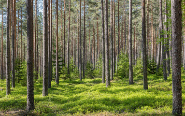 Pine tree forest. Scenic background of scandinavian nature - 749220662