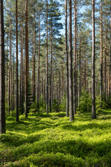 Pine tree forest. Scenic background of scandinavian nature - 749220867