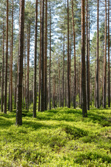 Pine tree forest. Scenic background of scandinavian nature - 749221012