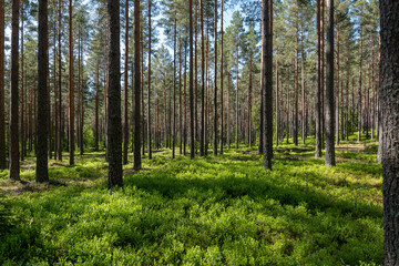 Fototapeta premium Pine tree forest. Scenic background of scandinavian nature