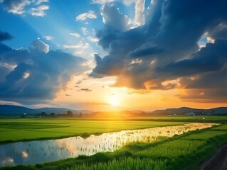 Rice field and blue sky with clouds at sunset