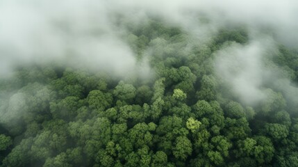 Green forest in fog drone view. The beauty of wild nature.
