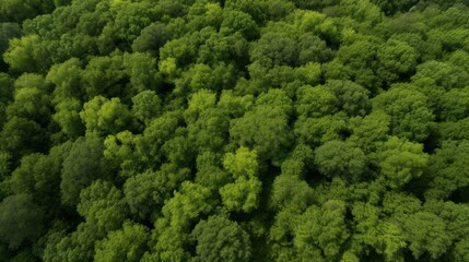 Green Forest drone view. The beauty of wild nature.
