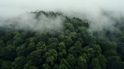 Green forest in fog drone view. The beauty of wild nature.
