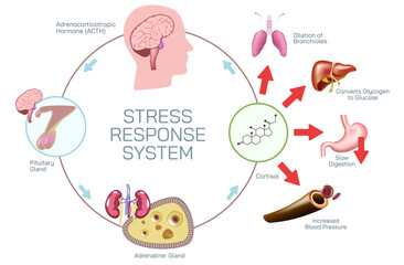 What is Stress response system vector illustration. A stressful situation occurs in the brain and hormones that produce physiological changes in the body. Endocrine system. Master pituitary gland. © Anshuman Rath