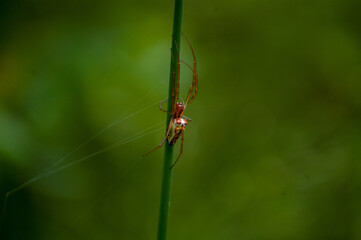 red dragonfly on a green leaf