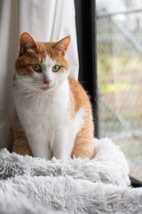 窓辺で座る猫　茶トラ白