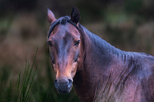 Wild Brumby Australia