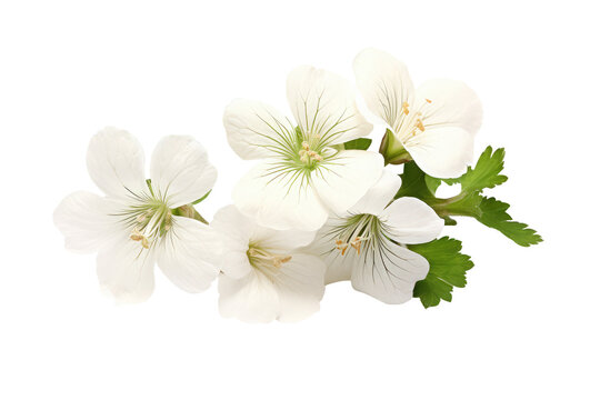 color geranium flowers isolated on white