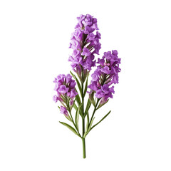 Obraz premium Statice isolated on transparent background