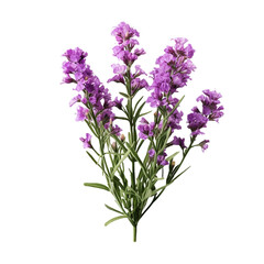 Naklejka premium Statice isolated on transparent background