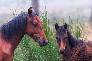 Wild Brumby father and son