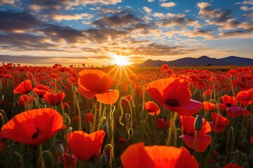 Vibrant poppy field under a cloudless sky, with the sun casting a warm glow 
