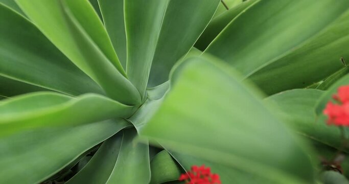 Green Agave americana plants in garden