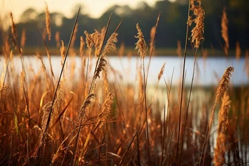 Foto op Canvas Wild rice stems in marshland  © Dan
