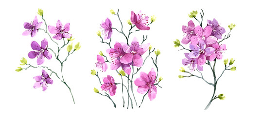 A set of illustrations, spring flowers. A flowering branch, similar to sakura. Siberian plant, watercolor illustration.