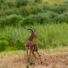 impala looking back in the wild