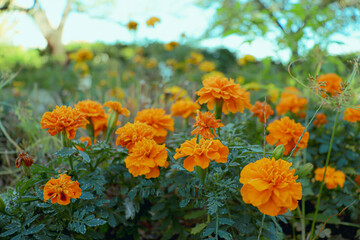 マリーゴールド