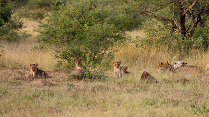 many lion cubs including a white lion cub