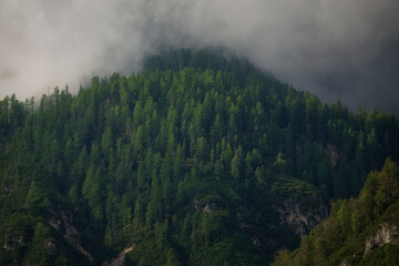 Ein grüner Nadelwald auf einem Fels an einem Berghang am frühen Morgen mit Nebelschwaden über der oberen Waldregion