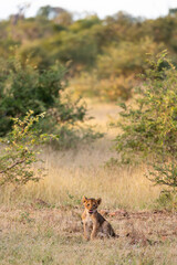 lion cubs in the wild