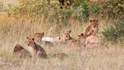 many lion cubs including a white lion cub