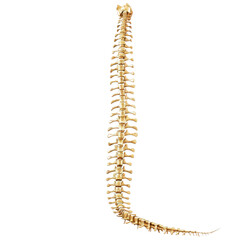 Spinal Harmony isolated on transparent background