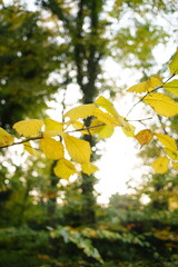 Vibrant and tranquil nature in Denmark