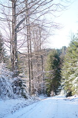 Details in the black forest,. schwarzwald in Freiburg, Germany